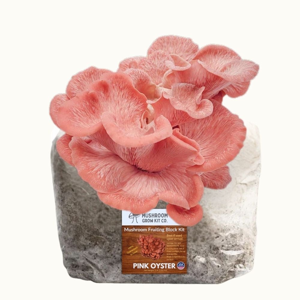 3 Pack - Lion's Mane, Pink, and Blue Oyster Mushroom Grow Kit Fruiting Block - 15 LBS
