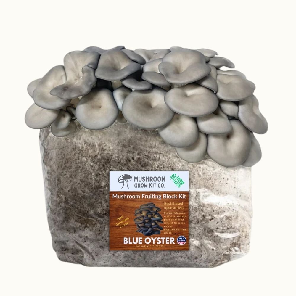 3 Pack - Gold, Pink, and Blue Oyster Mushroom Grow Kit Fruiting Block - 15 LBS