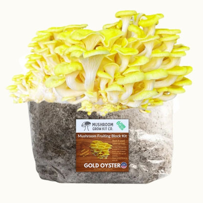 3 Pack - Gold, Pink, and Blue Oyster Mushroom Grow Kit Fruiting Block - 15 LBS